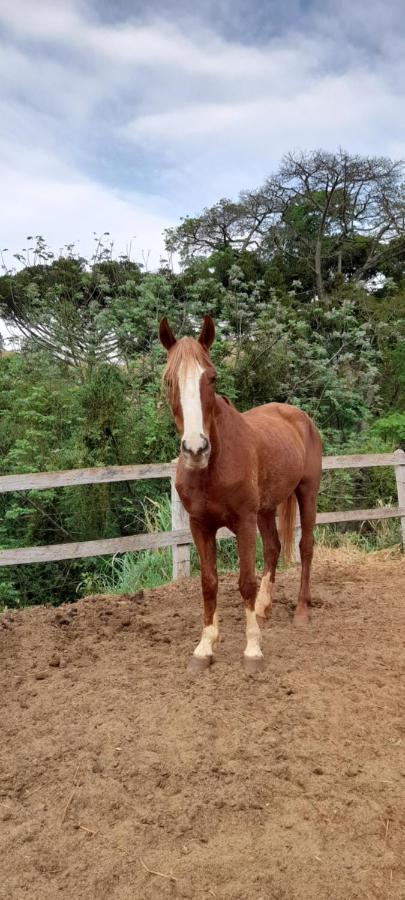Vila Refugio Horse Santo Antônio do Pinhal Exteriér fotografie