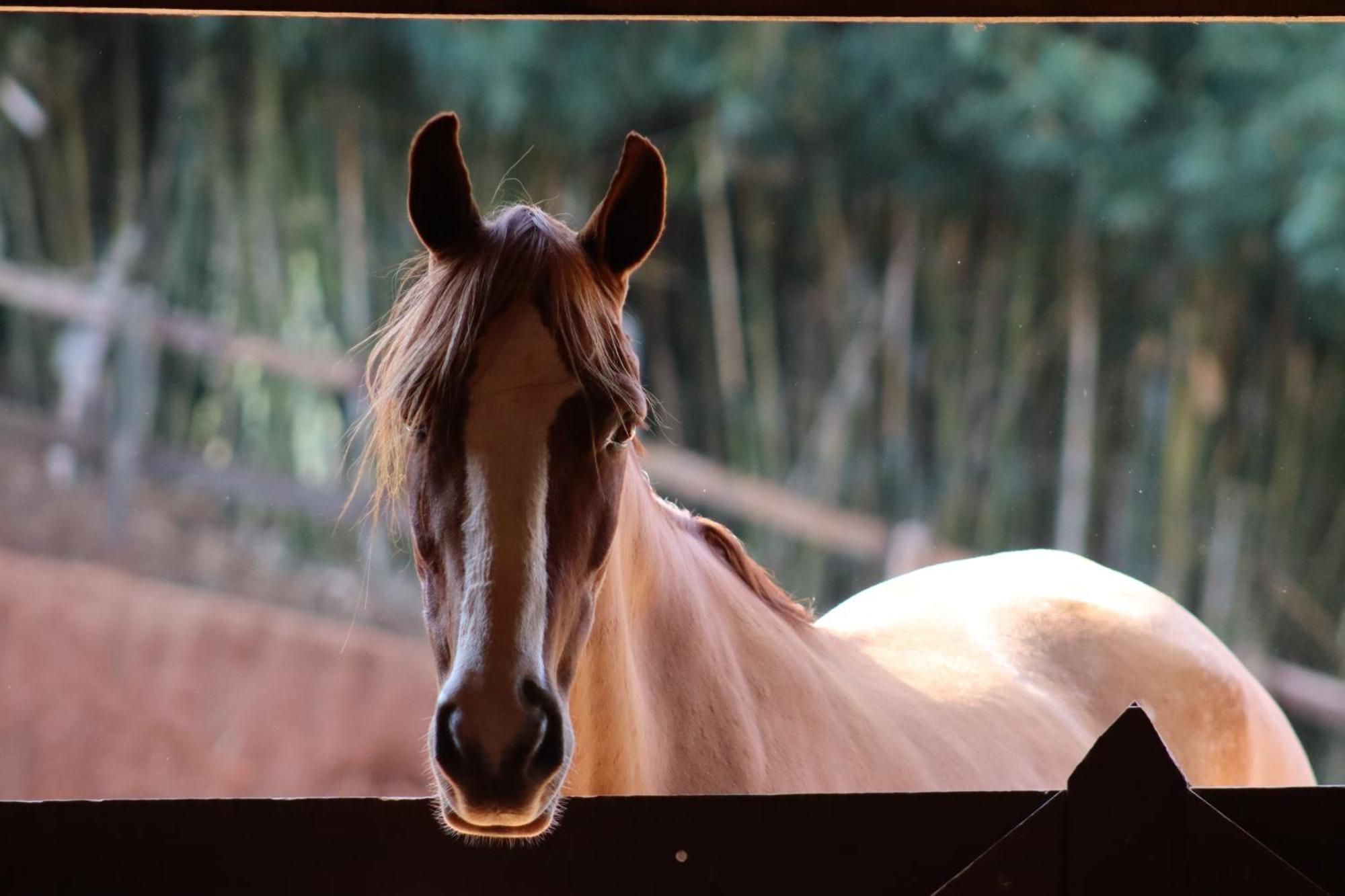 Vila Refugio Horse Santo Antônio do Pinhal Pokoj fotografie