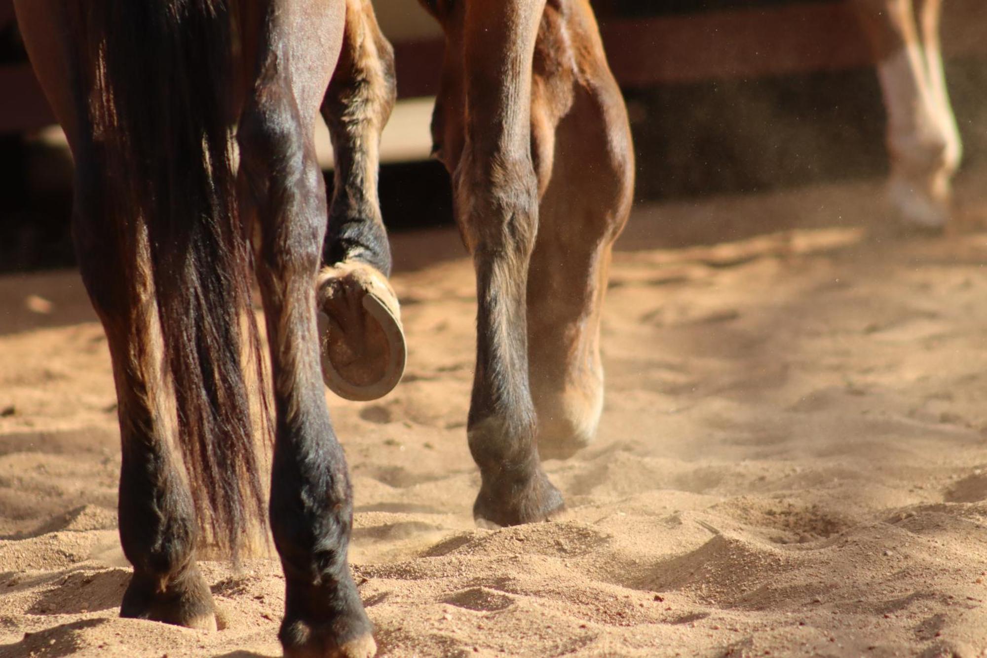 Vila Refugio Horse Santo Antônio do Pinhal Pokoj fotografie